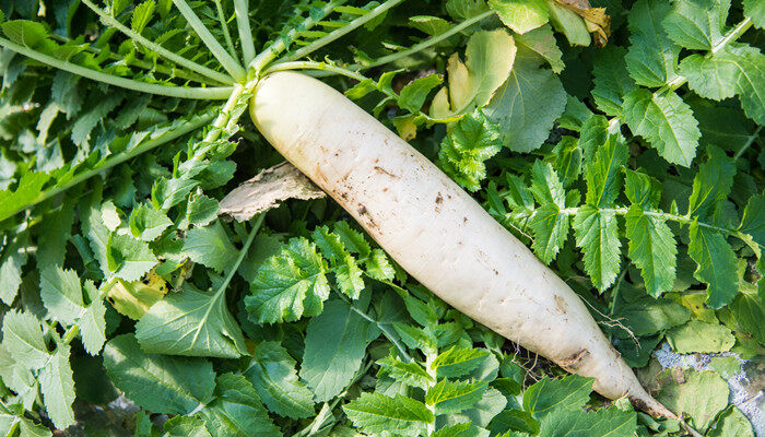 摄图网_501724897_刚出土的白萝卜（企业商用）.jpg