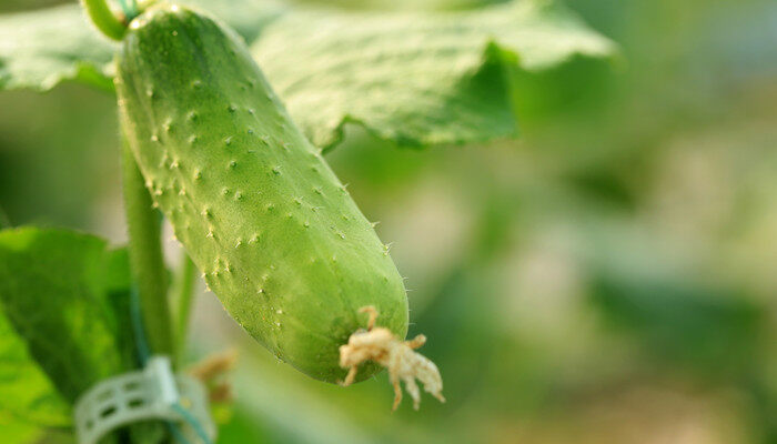 黄瓜3.jpg 黄瓜3.jpg