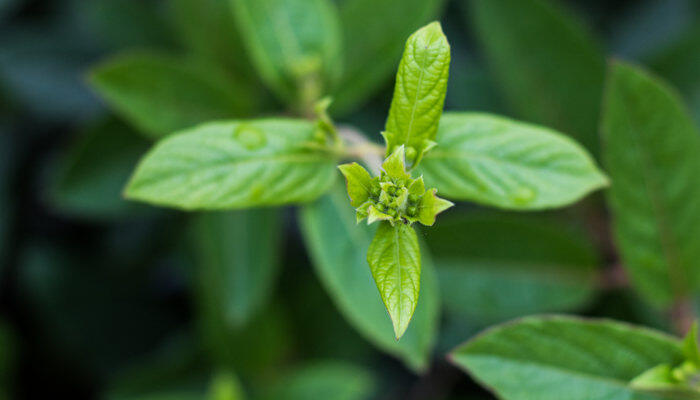 摄图网_501232927_banner_清明雨薄荷叶（企业商用）.jpg