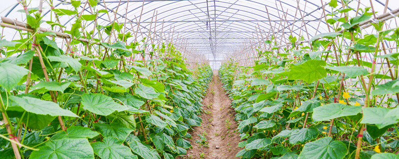 黄瓜.jpg 黄瓜.jpg