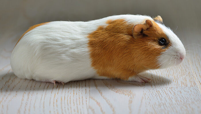 摄图网_300089948_小可爱的豚鼠被隔离木桌上(企业商用).jpg 摄图网_300089948_小可爱的豚鼠被隔离木桌上(企业商用).jpg