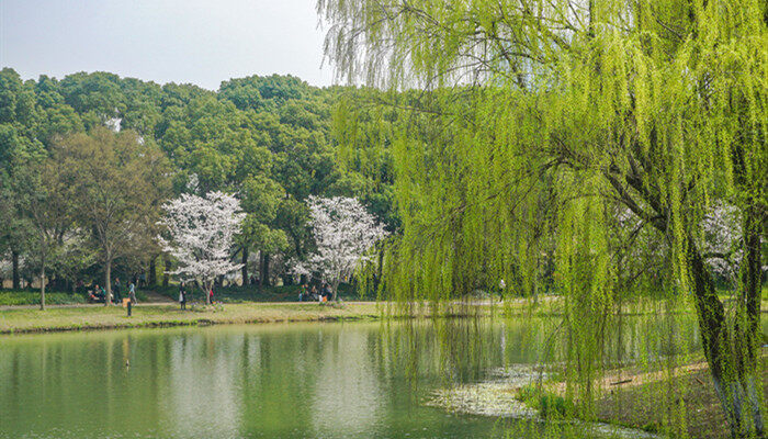 摄图网_501728415_banner_湖边垂柳（企业商用）.jpg