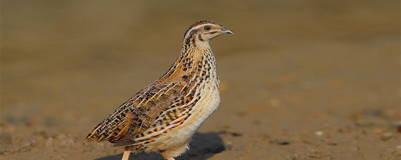 卢丁鸡是不是鹌鹑 芦丁鸡和鹌鹑蛋的区别