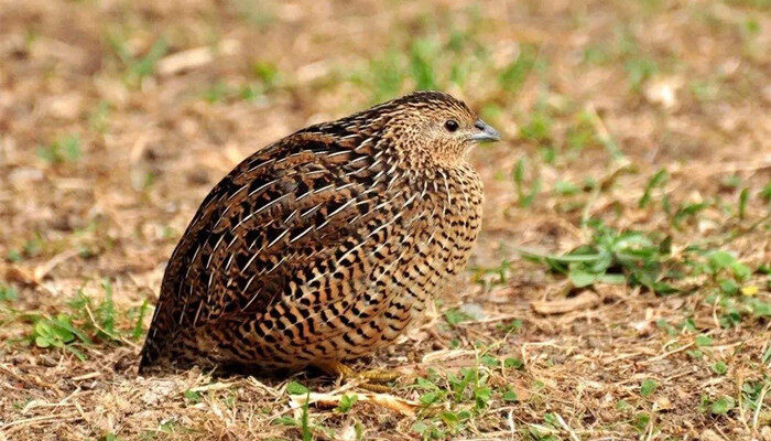 卢丁鸡是不是鹌鹑 芦丁鸡和鹌鹑蛋的区别