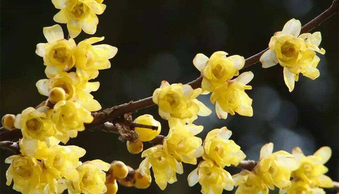 黄色的梅花是什么梅 黄颜色的梅子叫什么梅