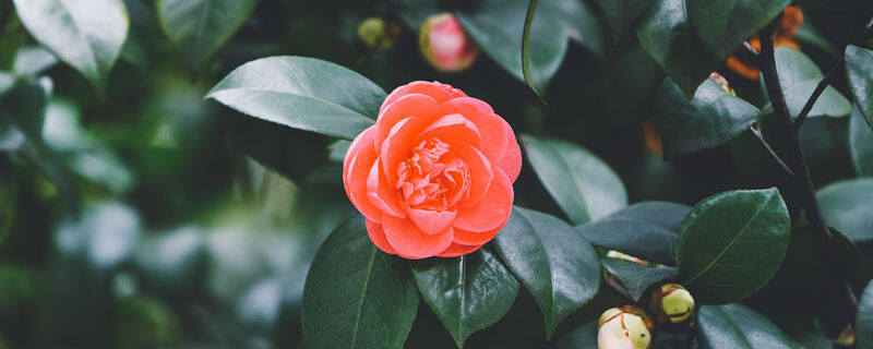 1茶花.jpg