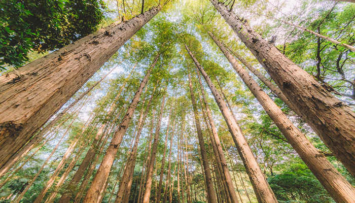 摄图网_500119089_banner_树木植物绿色天空结构（企业商用）.jpg