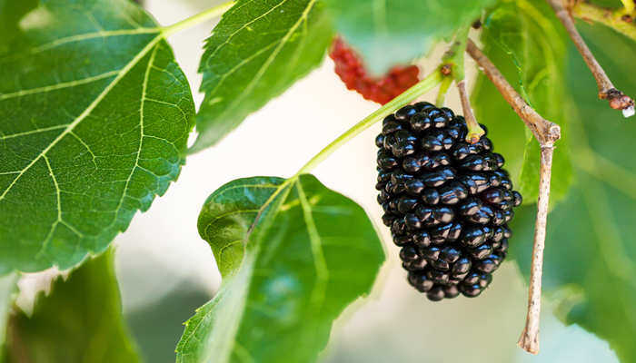 摄图网_307018145_莫鲁斯树上黑木莓莫鲁斯的（企业商用）.jpg