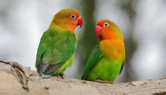 f99556b5f0f1f6b7b4447a6e8990c292.jpg f99556b5f0f1f6b7b4447a6e8990c292.jpg