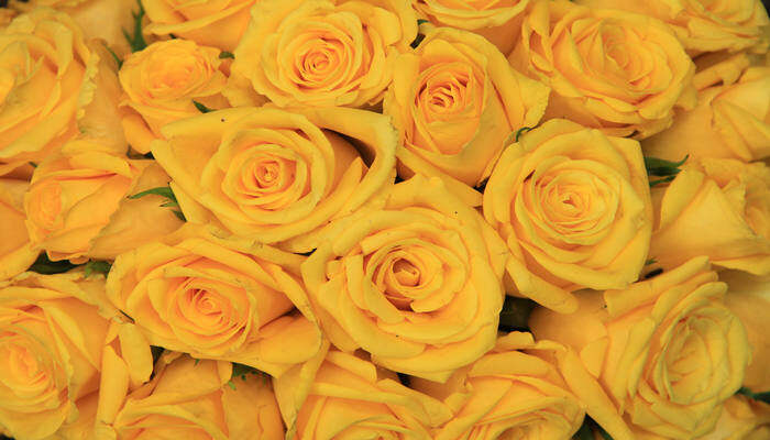 攝圖網_306824028_婚禮安排中的黃玫瑰（企業商用）.jpg