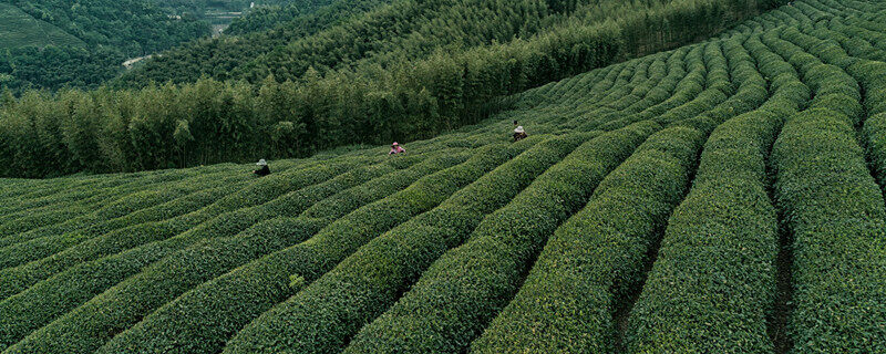 摄图网_500362912_banner_自然茶园茶叶采茶人(企业商用).jpg 摄图网_500362912_banner_自然茶园茶叶采茶人(企业商用).jpg
