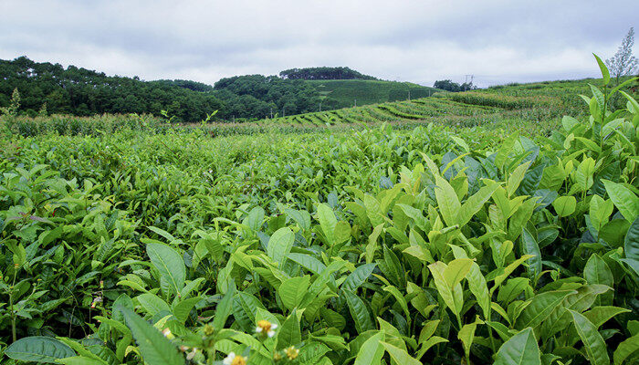 摄图网_500777055_banner_茶山(企业商用).jpg 摄图网_500777055_banner_茶山(企业商用).jpg
