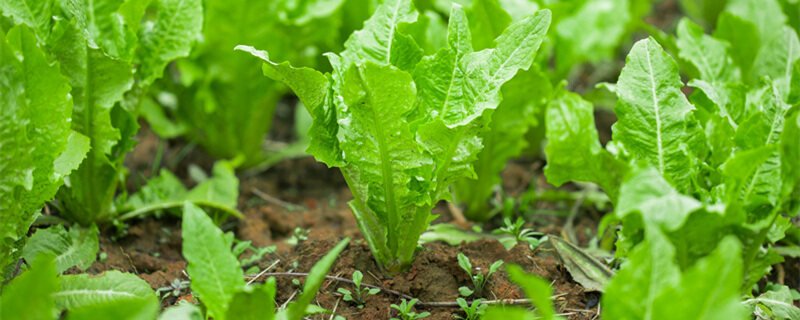 摄图网_501191480_banner_正在茂盛的油麦菜（企业商用）1 (1)_副本.jpg
