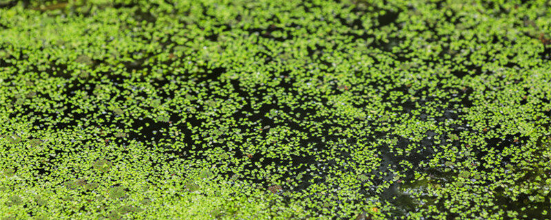 摄图网_500750760_banner_河里飘满了浮萍(企业商用1)_副本.jpg 摄图网_500750760_banner_河里飘满了浮萍(企业商用1)_副本.jpg