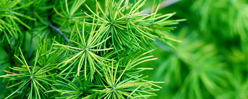 摄图网_500815550_banner_郊外的松树特写（企业商用1）_副本.jpg