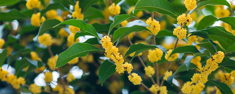 摄图网_500671153_banner_深秋桂花香（企业商用1）_副本.jpg
