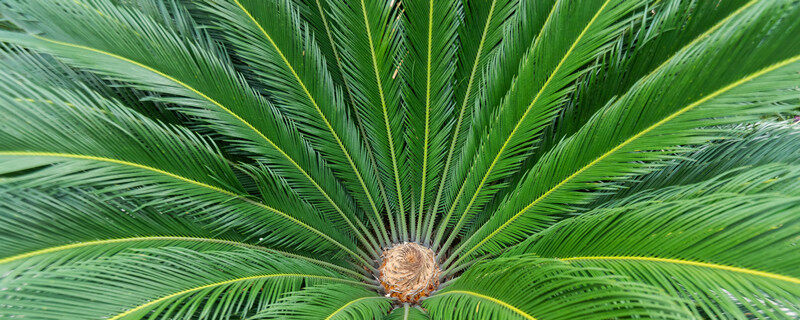 铁树开花的寓意和象征意义铁树是什么植物?