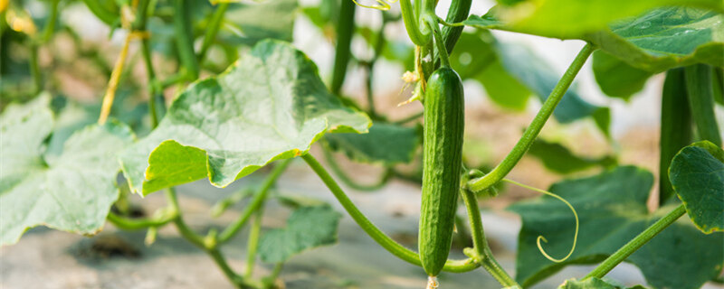 摄图网_501605601_banner_黄瓜种植大棚（企业商用1）_副本.jpg