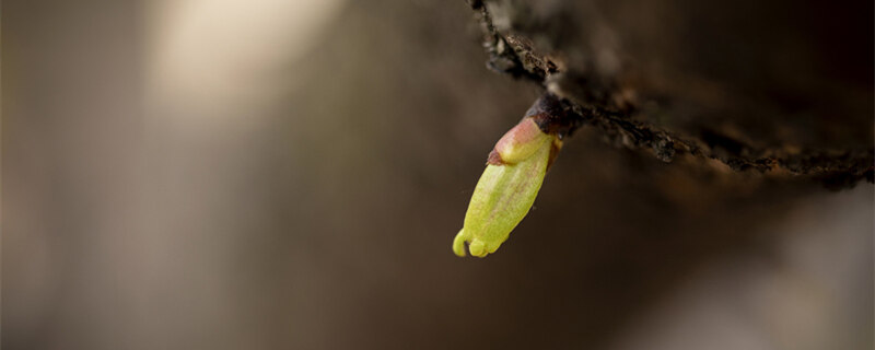 摄图网_501218835_banner_花苞花芽（企业商用）1_副本.jpg