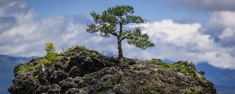 摄图网_500565564_banner_山峰上小松树（企业商用）_副本.jpg
