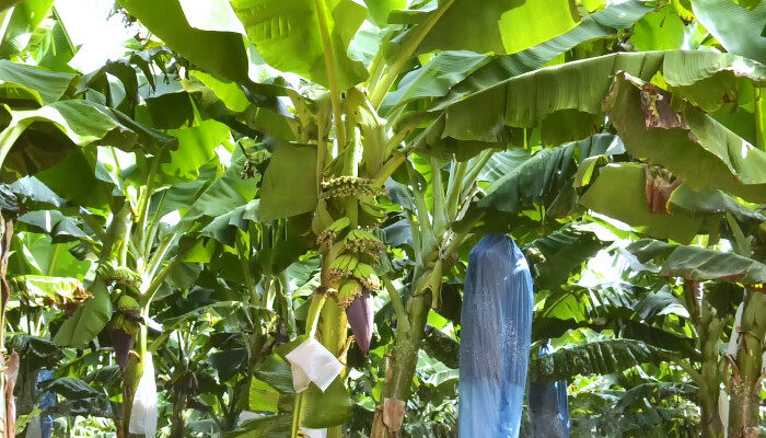 香蕉树1.jpg
