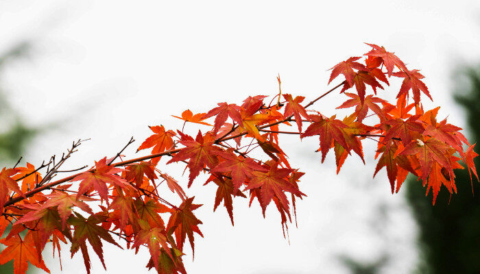 红枫和鸡爪槭区别2.jpg
