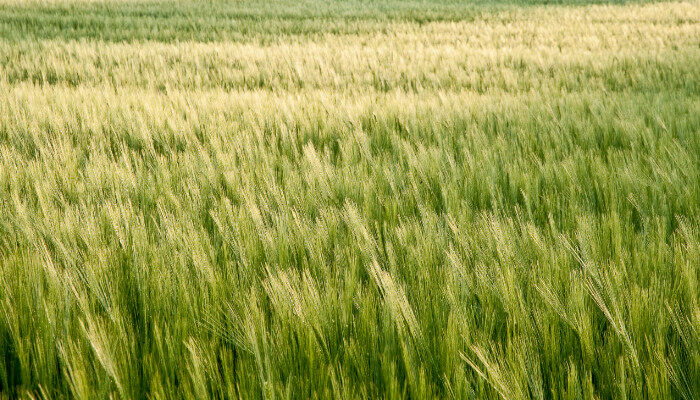 麦子什么时候成熟1.jpg