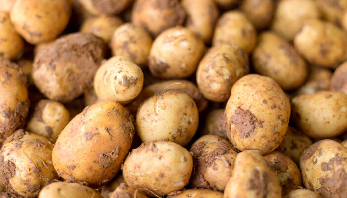 马铃薯和土豆2.jpg