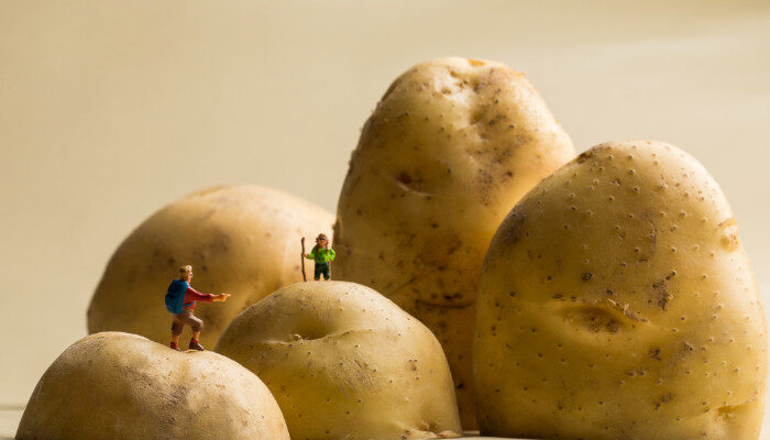 马铃薯和土豆1.jpg