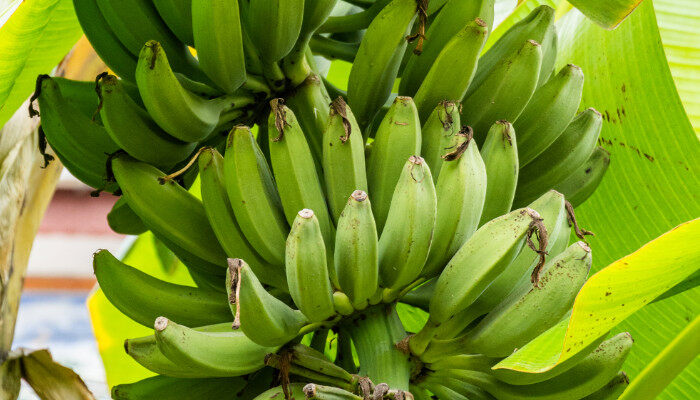 芭蕉树的养殖1.jpg