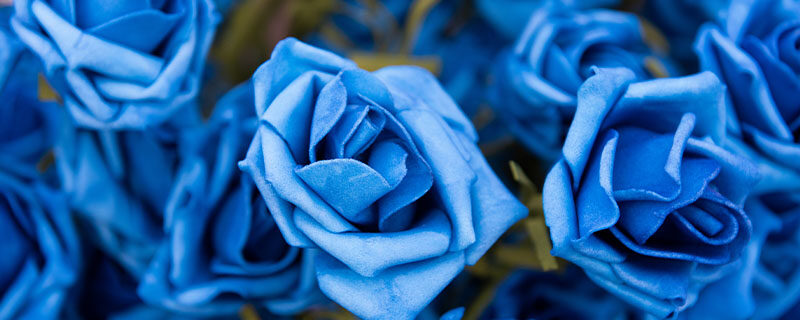 藍玫瑰.jpg