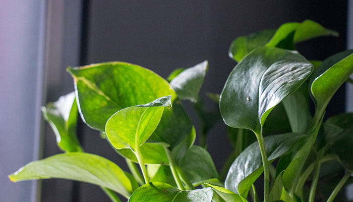 绿萝-700.jpg 绿萝-700.jpg