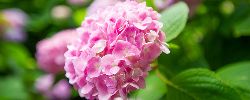 绣球花800.jpg 绣球花800.jpg