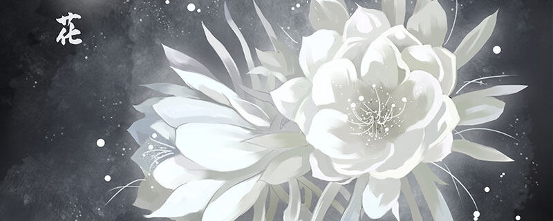 昙花800.jpg 昙花800.jpg