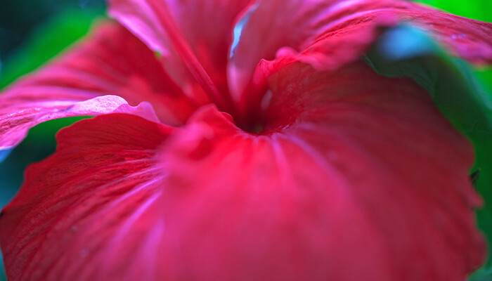 芙蓉花700.jpg 芙蓉花700.jpg