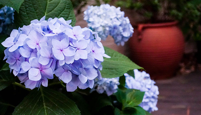 绣球花700.jpg 绣球花700.jpg