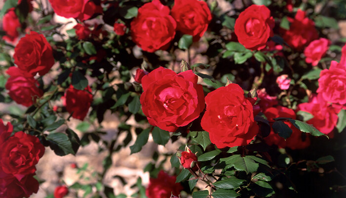 700玫瑰花1.jpg