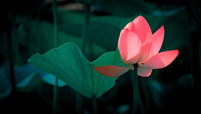 荷花700.jpg 荷花700.jpg