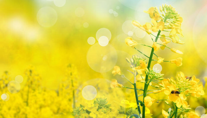 黄色的花7.jpg