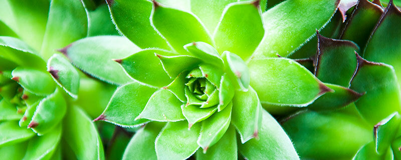 观音莲8.jpg 观音莲8.jpg