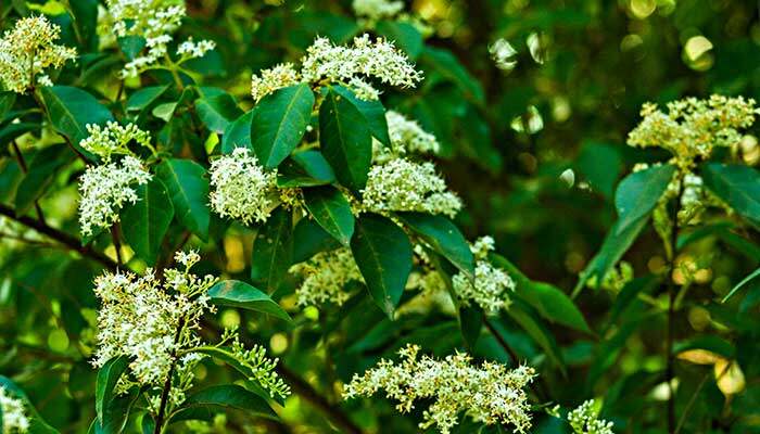 树枝700.jpg 树枝700.jpg