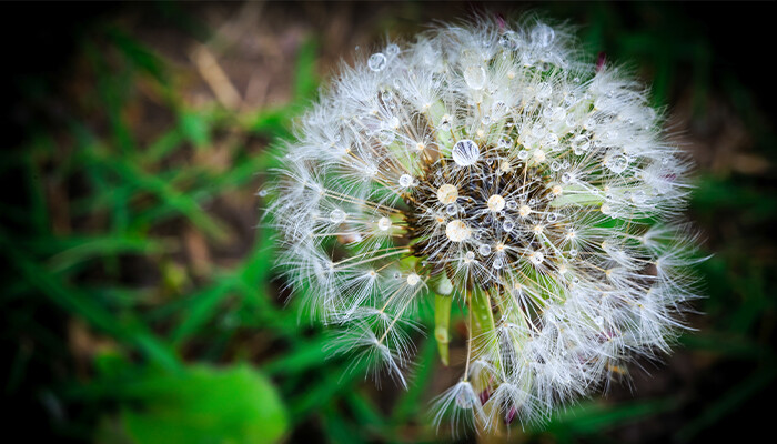 蒲公英7.jpg