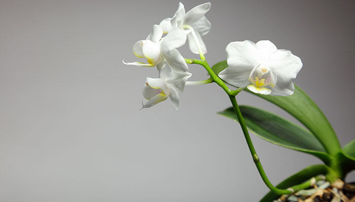 白花7.jpg