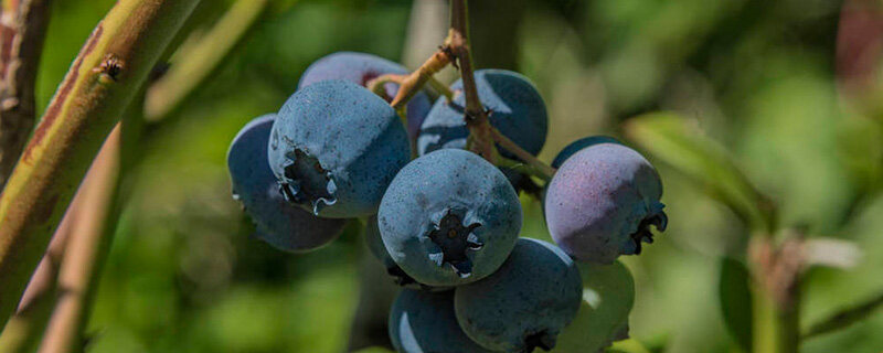 蓝莓树8.jpg
