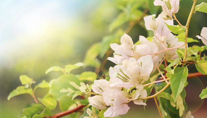 白花7.jpg