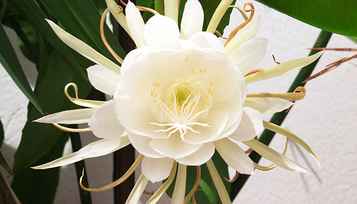 昙花700.jpg