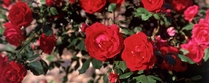 红玫瑰1.jpg