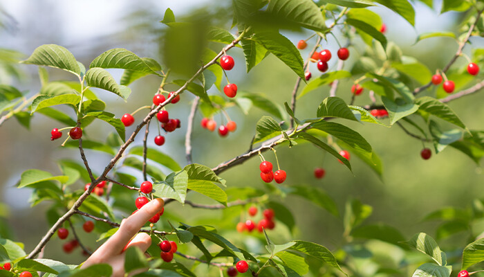 樱桃708.jpg 樱桃708.jpg