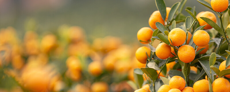 橘子树8.jpg