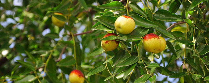 植物樹(shù)8.jpg